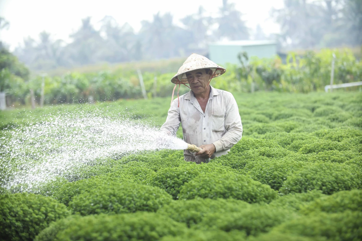 Ông Lê Bé (55 tuổi, xã Phú Sơn, huyện Chợ Lách) với hơn 20 năm kinh nghiệm trồng hoa cúc mâm xôi chia sẻ: “Để kịp cung ứng ra thị trường hoa Tết năm nay, tôi trồng 5.000 chậu hoa cúc mâm xôi, hiện đã có thương lái ở Hà Nội đặt mua. Trồng hoa cúc rất cực, thời gian kéo dài 6 tháng, khâu chăm sóc cũng cực, chi phí cũng nhiều, nụ hoa phải ngay... Lợi nhuận chủ yếu là lấy công làm lời ”.