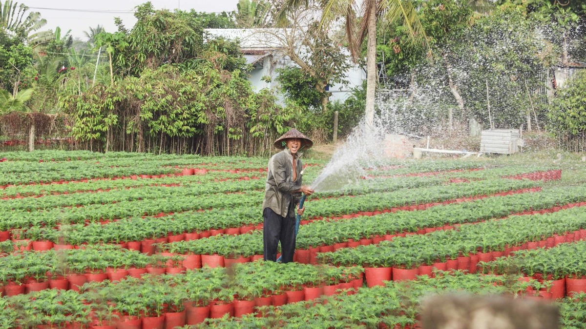 Nông dân trồng hoa vạn thọ đang tích cực chăm sóc, tưới nước để hoa nở đúng thời điểm Tết. Đây là loại hoa với nhiều màu sắc và không thể thiếu của mỗi gia đình ở miền Tây khi dịp xuân về.