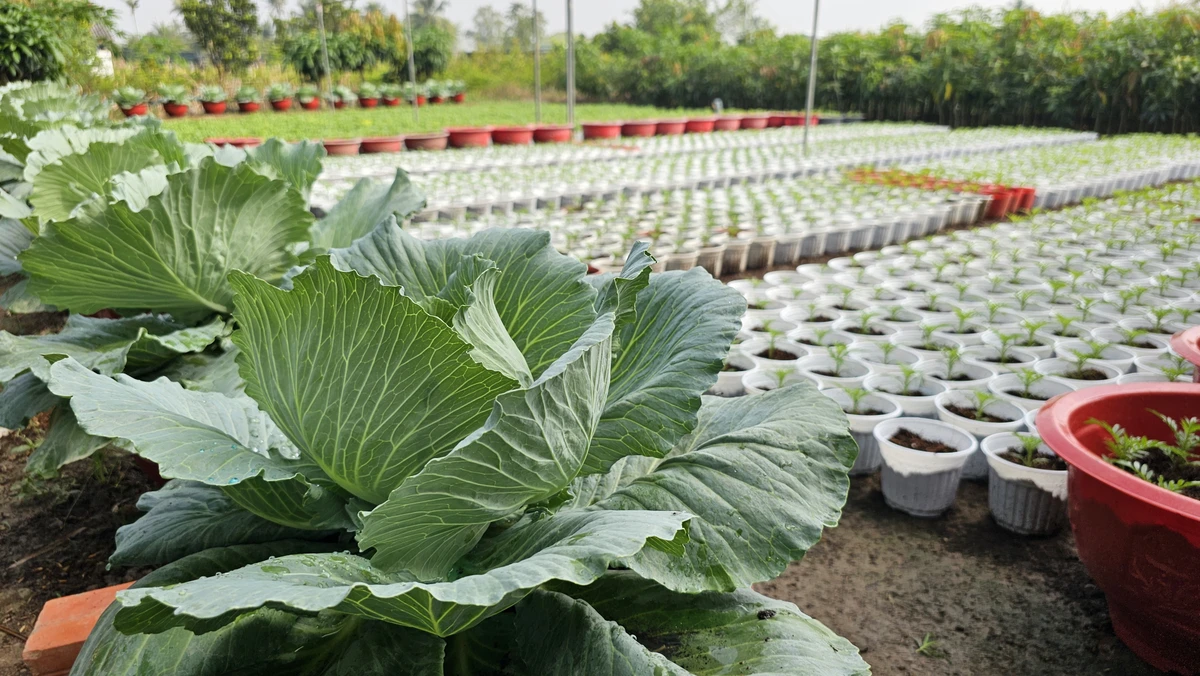 Bên cạnh trồng những giống hoa mới, lạ thì các nhà vườn ở Chợ Lách, Bến Tre còn làm ra những cây cảnh có hình dáng độc lạ, theo yêu cầu của khách hàng. Đặc biệt, Tết năm nay đã có nhiều loại hoa ra đời từ nghệ thuật tạo hình bằng cây.