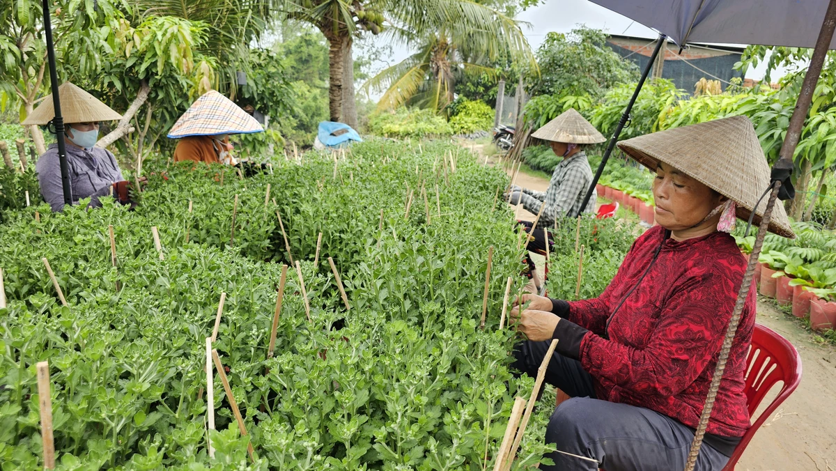 Theo Bà Lê Thị Thanh Phương, so với mọi năm thì thị trường hoa năm nay sẽ ít sôi động hơn những năm trước do ảnh hưởng của tình hình kinh tế. Nhiều người ngại không dám đầu tư nhiều như trước dịch Covid-19. Riêng gia đình bà trồng chỉ hơn 1.000 chậu hoa cúc mâm xôi, hy vọng được giá để đón tết trọn vẹn.