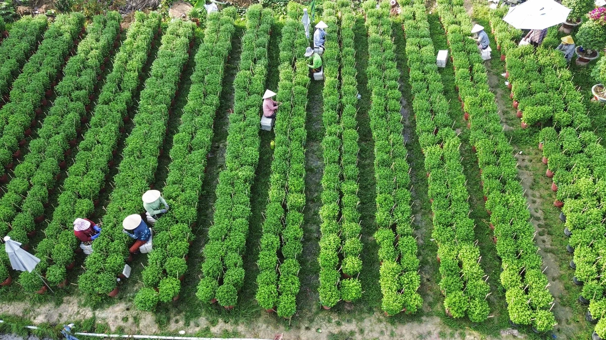 Làng hoa Chợ Lách có hơn một thế kỷ đã tạo việc làm cho hàng nghìn lao động và góp phần phát triển kinh - xã hội tại địa phương. Đây là một trong hai thủ phủ hoa lớn nhất ở miền Tây vào mỗi dịp đón xuân về.