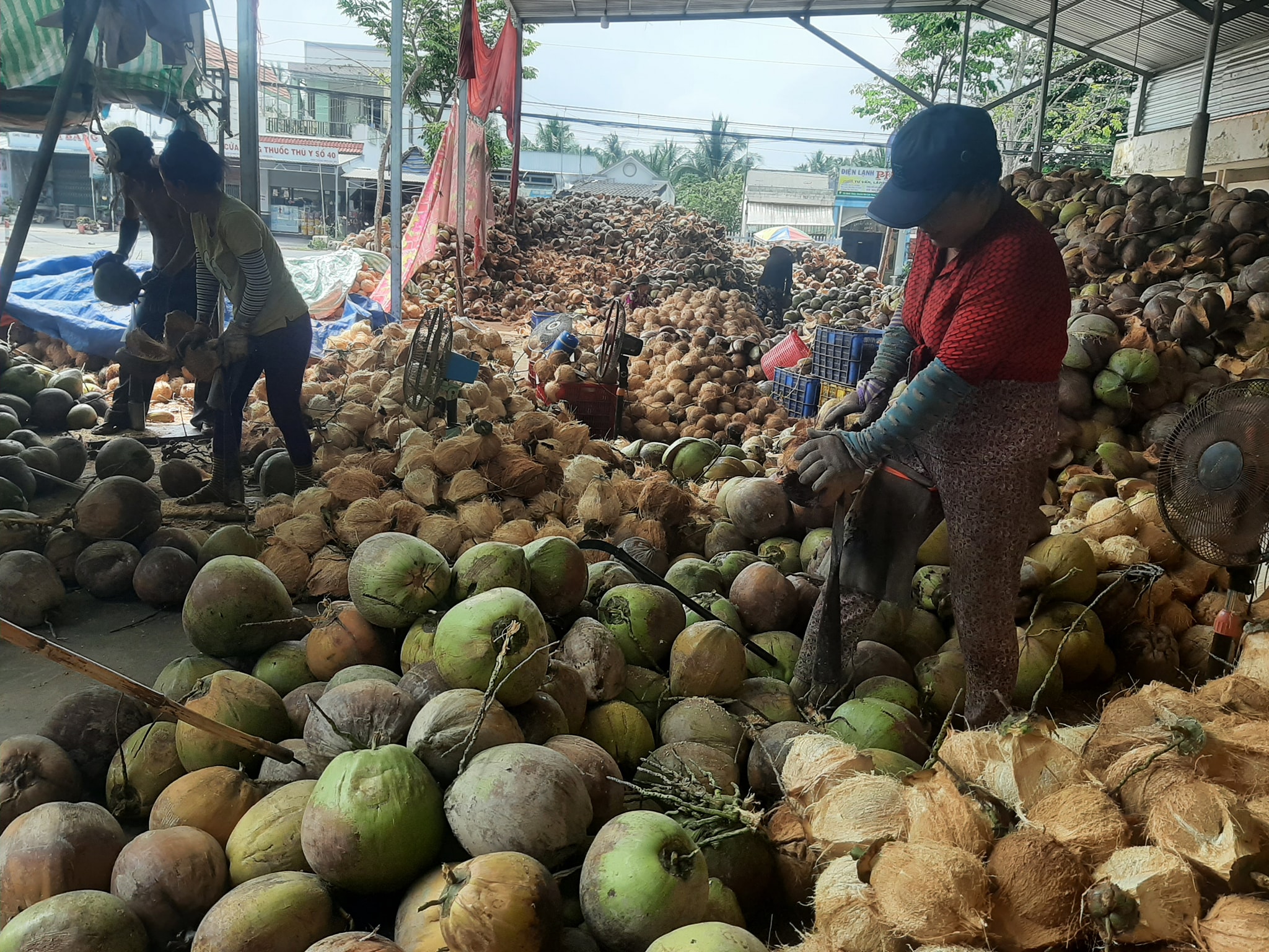 Trái Dừa Hữu Cơ Được Doanh Nghiệp Thu Mua Cao Hơn Trái Dừa Bình Thường Hơn 10.000 Đồng/Chục