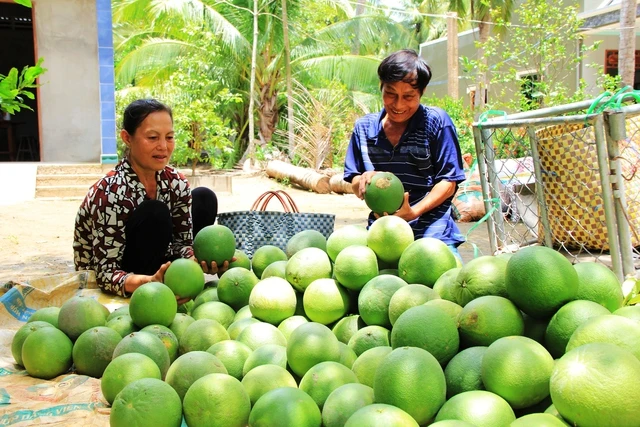 Bưởi Da Xanh Bến Tre Đã Xuất Khẩu Được Sang Thị Trường Mỹ