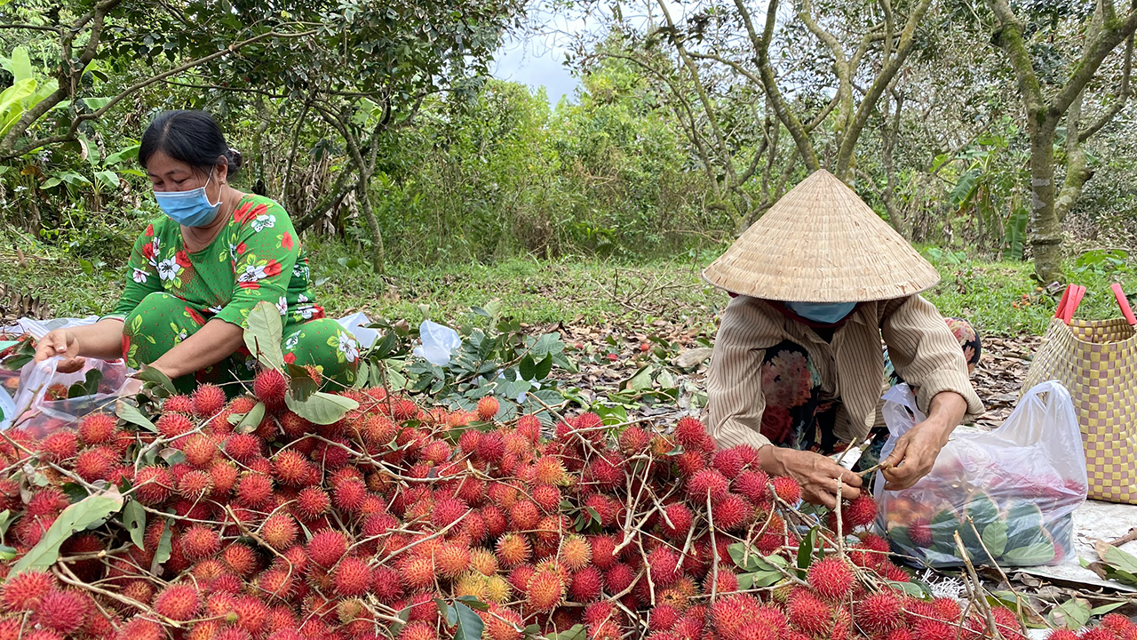 Trái Chôm Chôm Bến Tre Đa Dạng Chủng Loại Và Có Hương Vị Độc Đáo