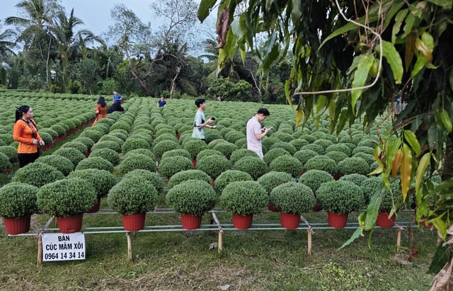 Các Nhà Sảng Tạo Nội Dung Tham Quan Nhà Vườn Cúc Mâm Xôi Ở Huyện Chợ Lách (Bến Tre)