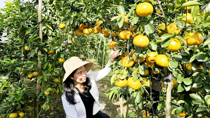 Số Lượng Quýt Hồng Được Bán Tại Nhiều Nhà Vườn Trong Dịp Tết Năm Nay Đã Giảm Đi - Ảnh: N.trí