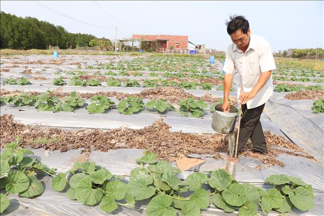 Ông Lâm Văn Nghĩa Em Tại Xã Bảo Thuận (Ba Tri, Bến Tre) Chăm Sóc Diện Tích Hoa Màu Áp Dụng Phương Pháp Tưới Tiết Kiệm Nước Trong Mùa Hạn Mặn. 