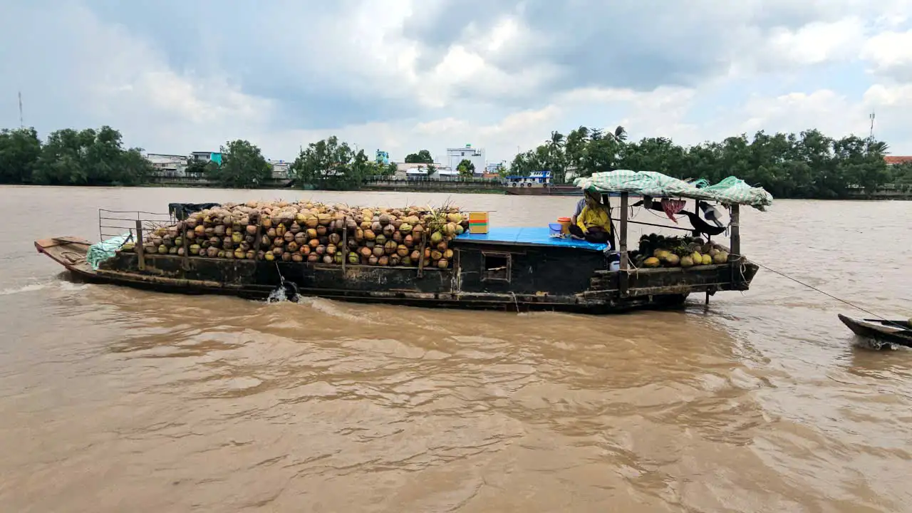 Người Dân Dùng Ghe Chở Trái Dừa Khô Đi Bán