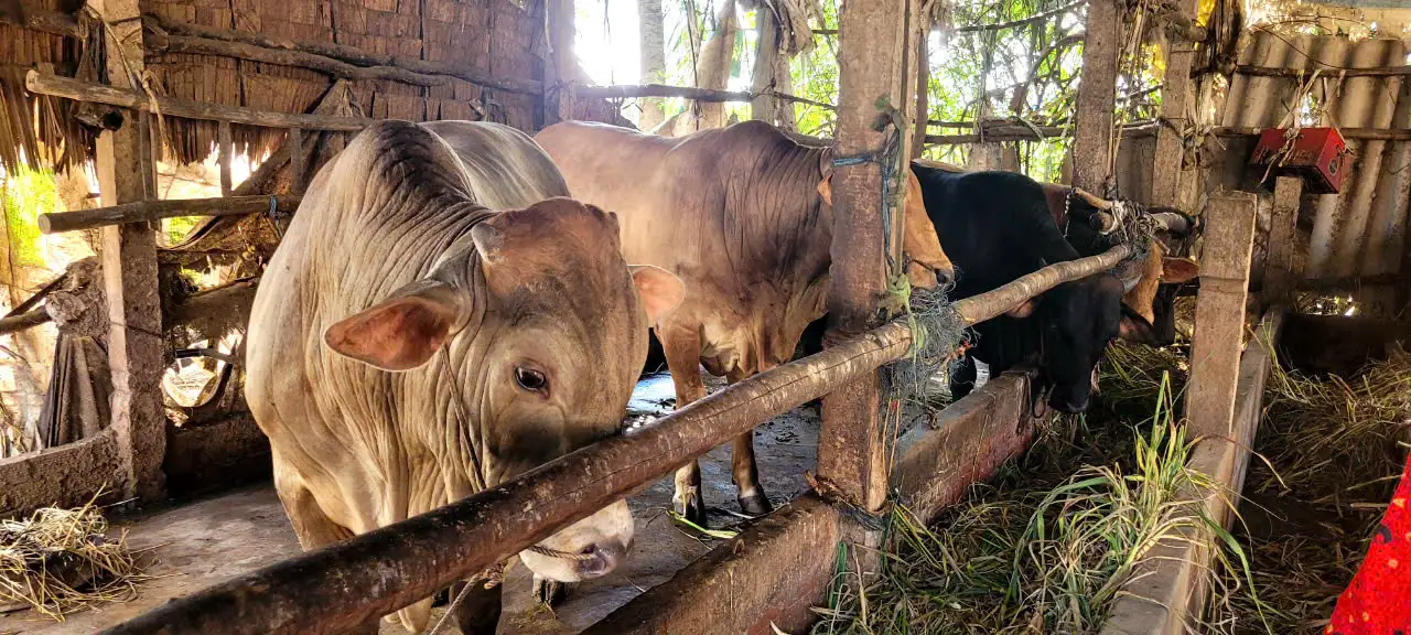 Chi Phí Thức Ăn Ở Mức Cao, Lại Hay Bị Nhiễm Bệnh Trong Khi Đó Giá Giảm Làm Cho Nông Dân Thu Hẹp Mô Hình Nuôi Bò.