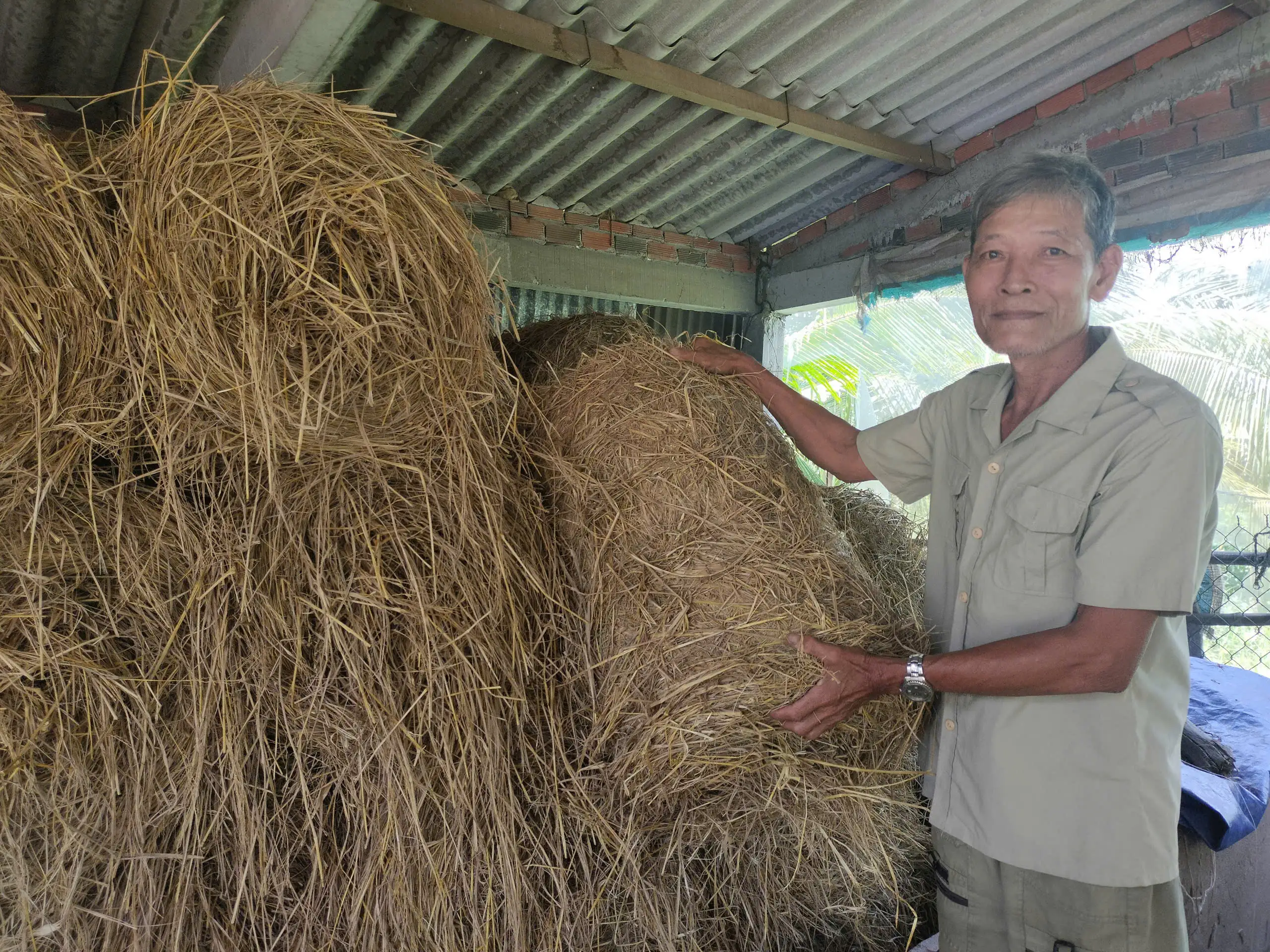 Nông Dân Dự Trữ Rơm Rạ Để Làm Thức Ăn Cho Trâu Bò Ăn.