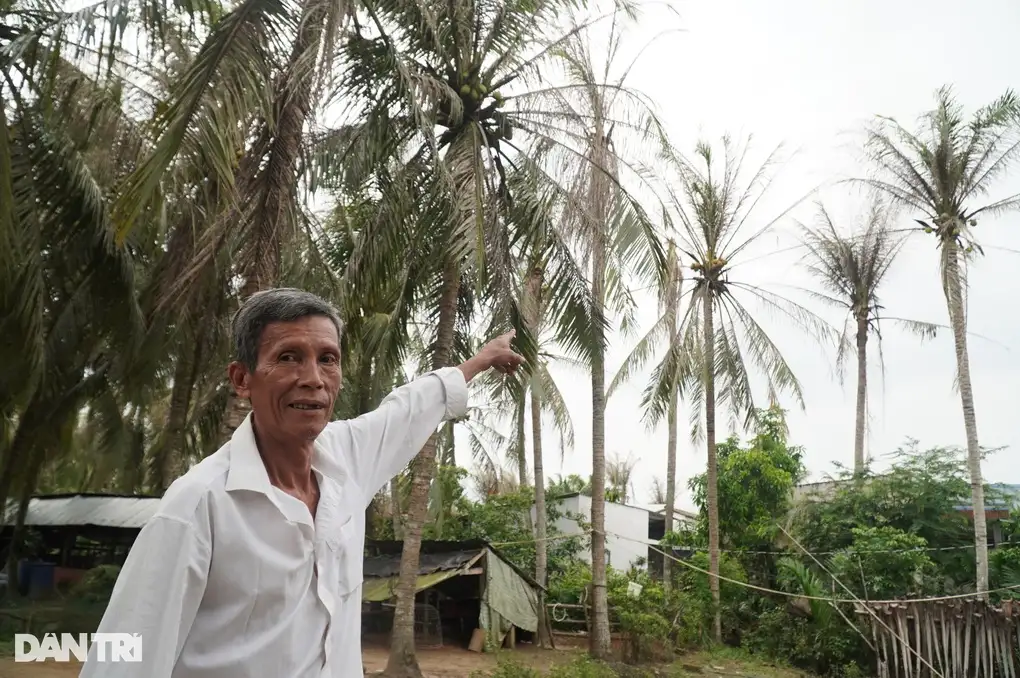 Ông Lợi Chỉ Tay Về Vườn Dừa Tan Hoang Do Sâu Hại (Ảnh: Nguyễn Cường).